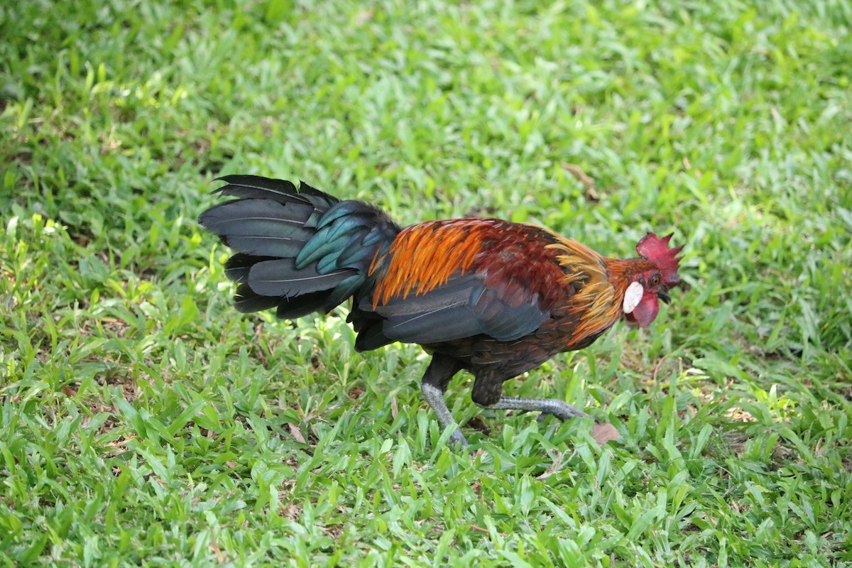 jungelhane - ML645405825