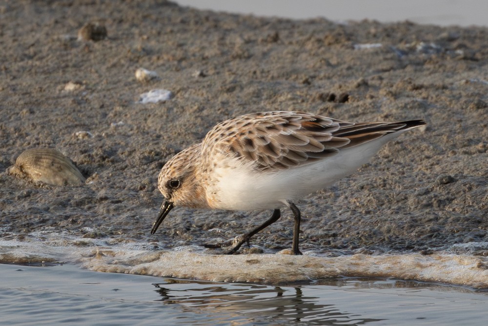 Red-necked Stint - ML645405828