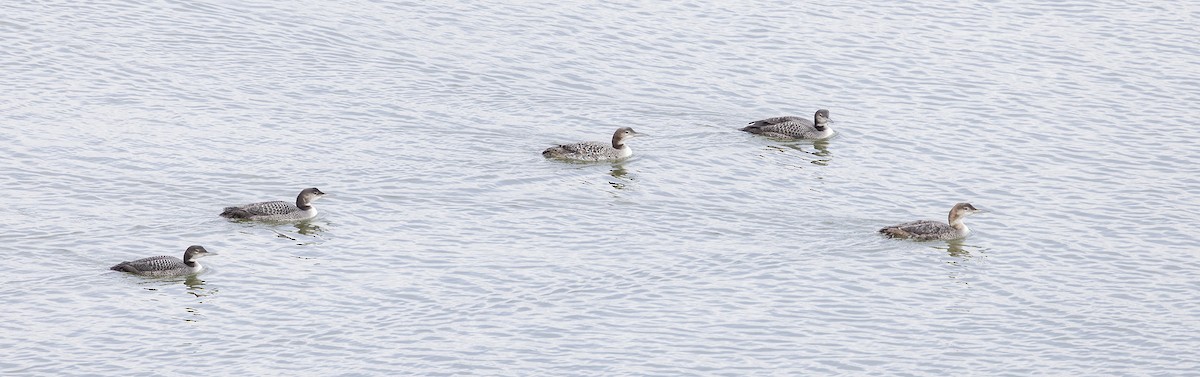 Common Loon - ML645405829