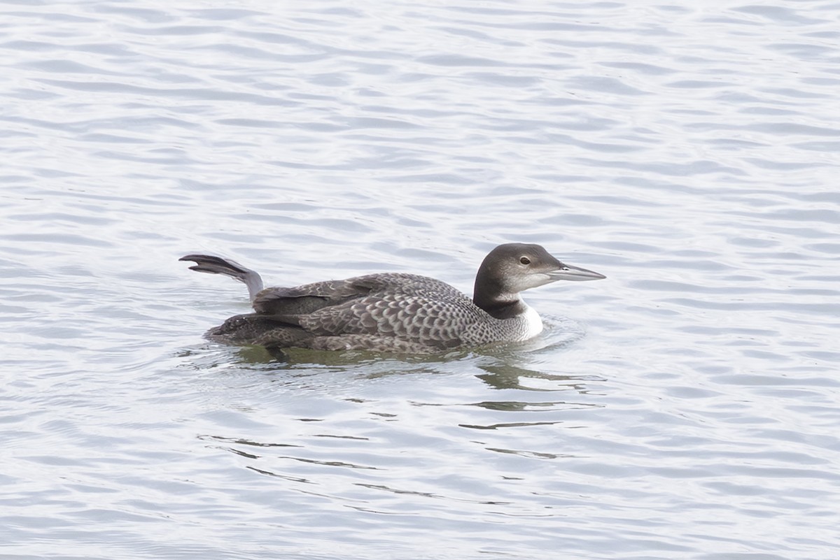 Common Loon - ML645405830