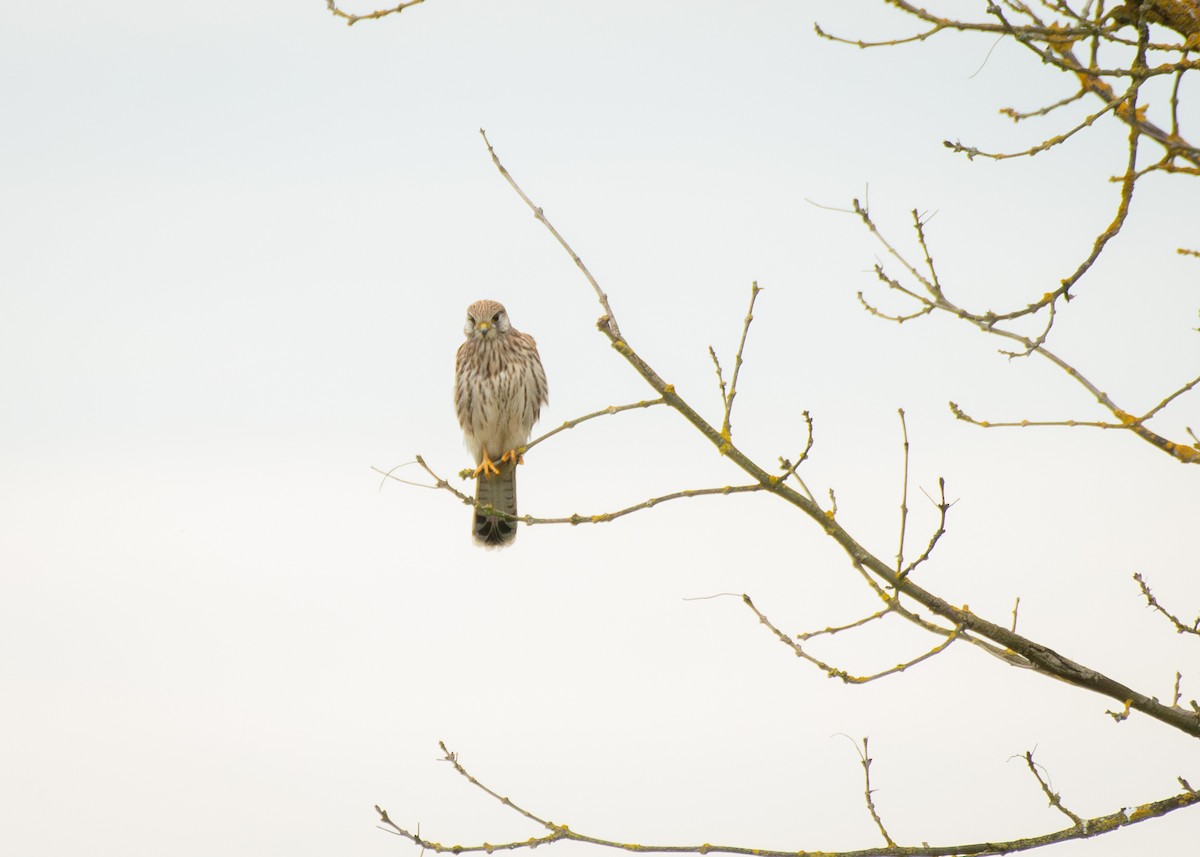 紅隼 - ML645405831