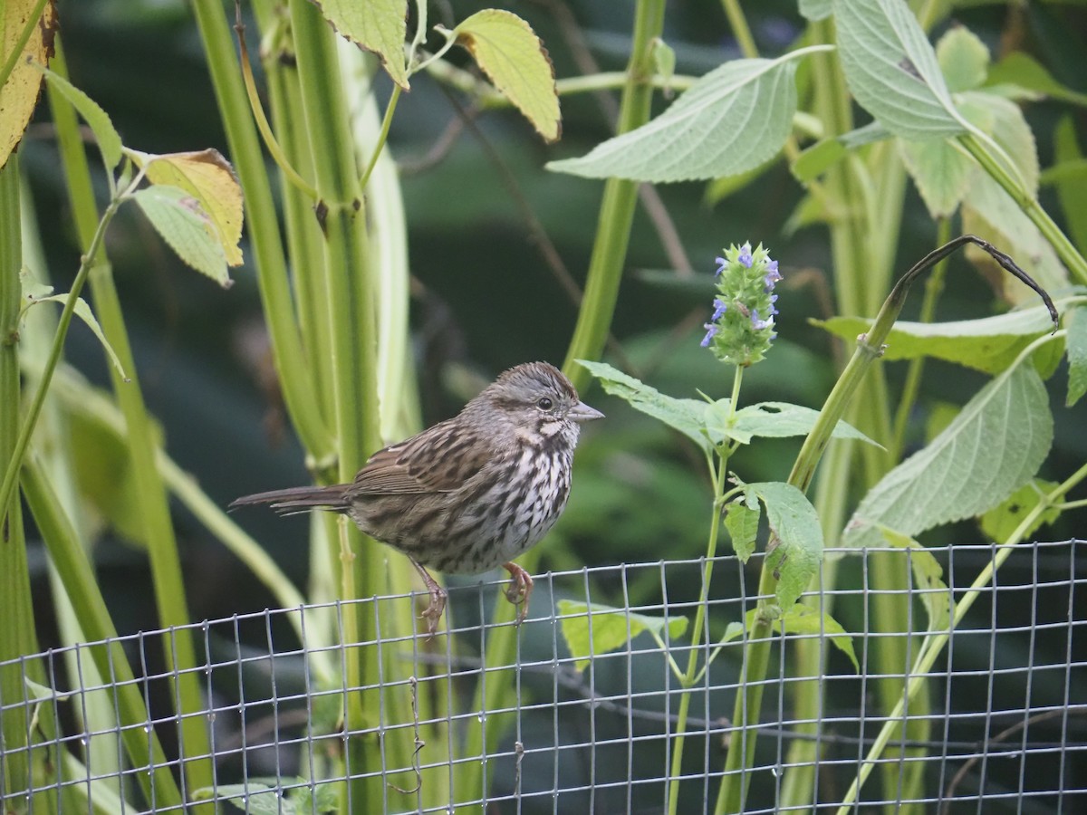 Song Sparrow - ML645405833