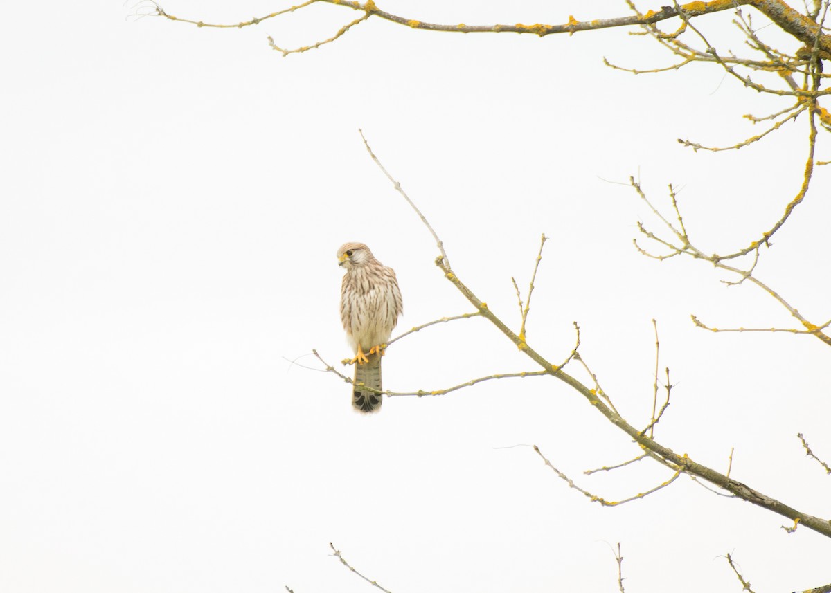 紅隼 - ML645405834