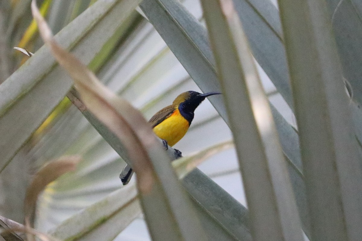 parksolfugl - ML645405838