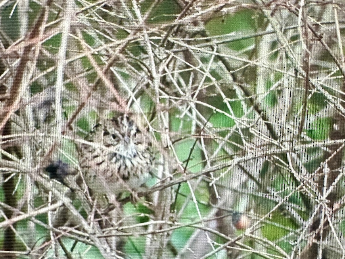 strnadec pruhohlavý - ML645405846