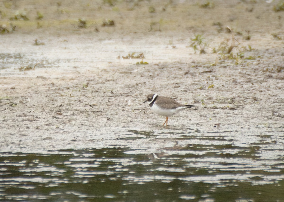 環頸鴴 - ML645405848