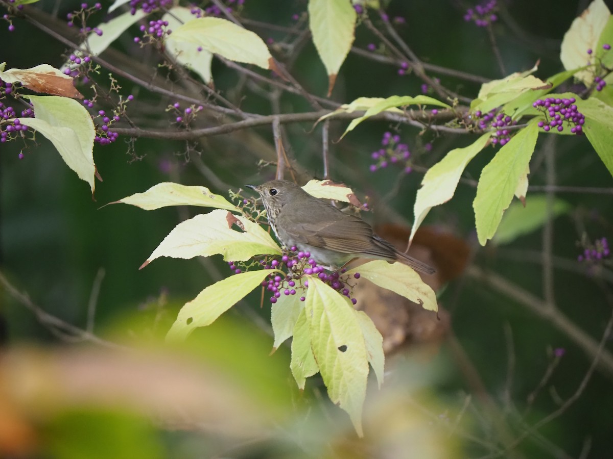 Hermit Thrush - ML645405854