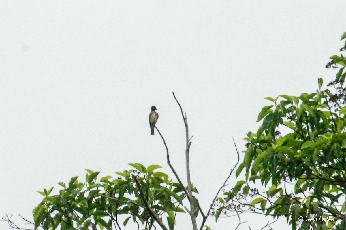 Piratic Flycatcher - ML645405864
