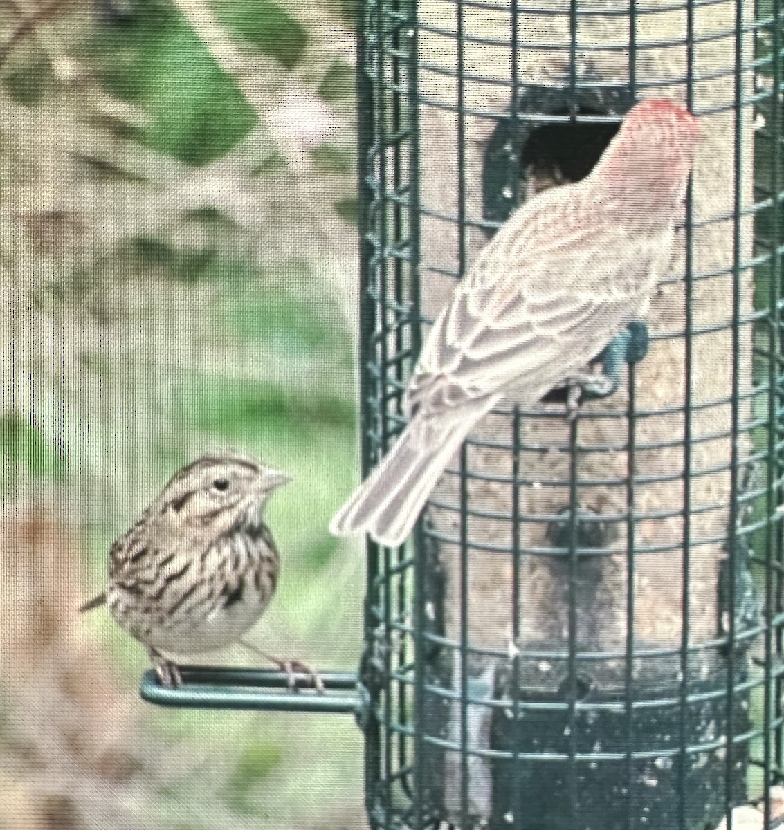 strnadec pruhohlavý - ML645405868