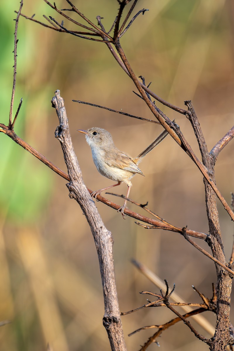Red-backed Fairywren - ML645405877