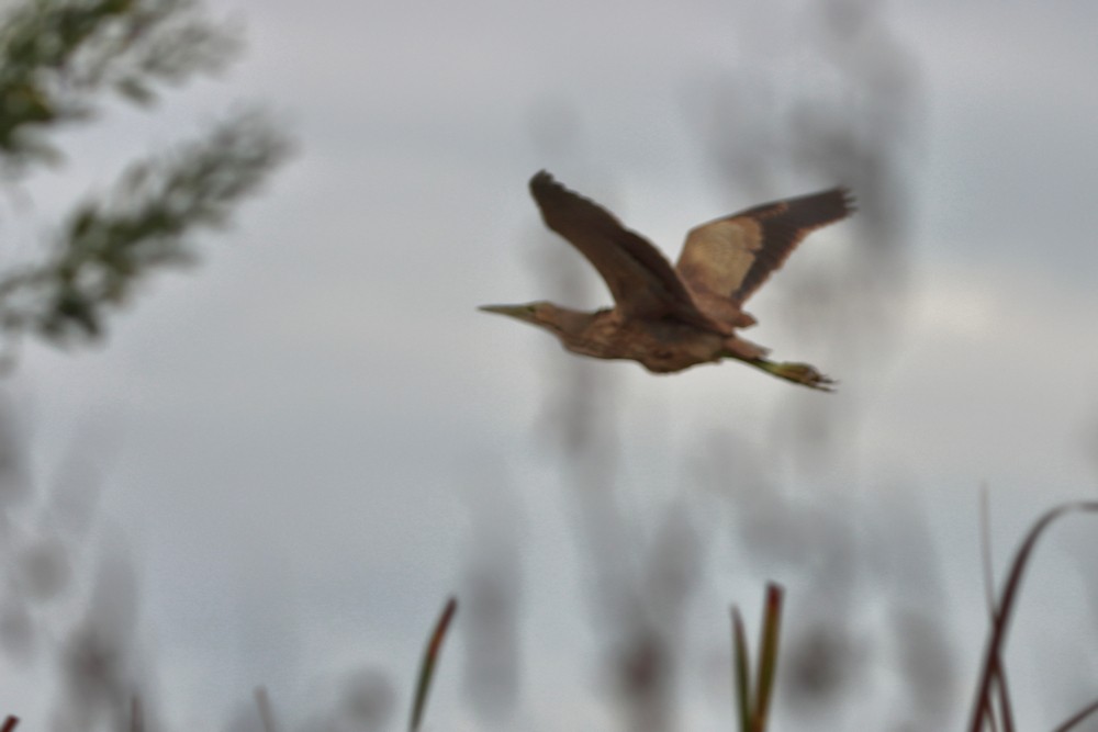 American Bittern - ML645405886