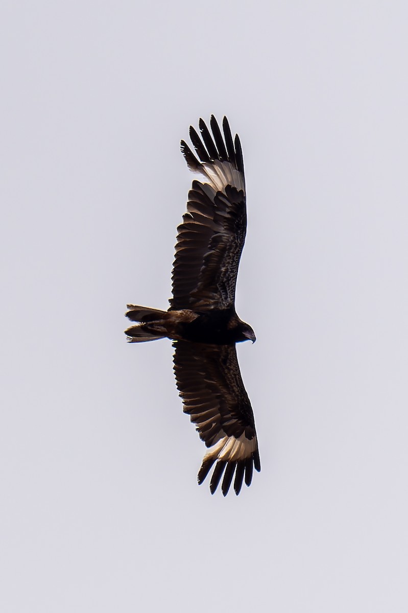 Black-breasted Kite - ML645405887