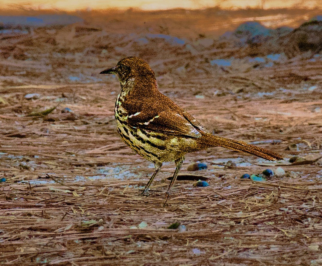 Brown Thrasher - ML645405889