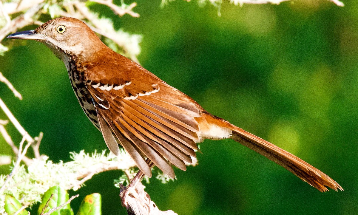 Brown Thrasher - ML645405890