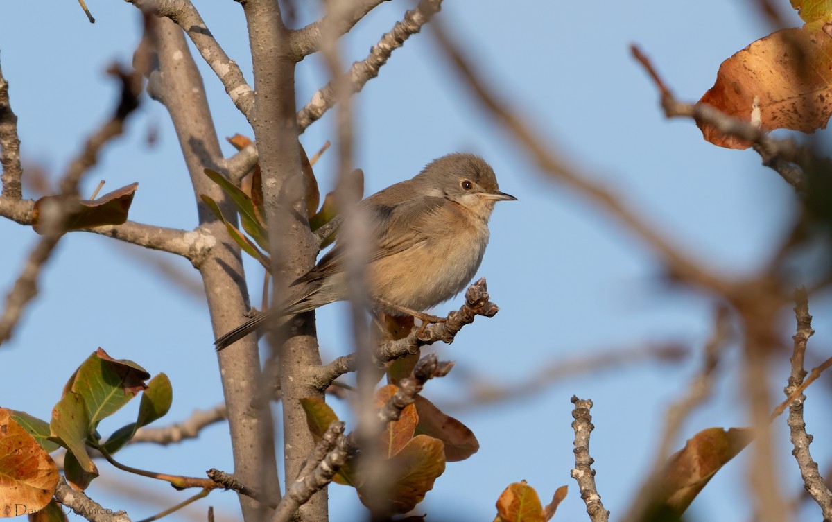 Curruca Carrasqueña Oriental - ML645405892
