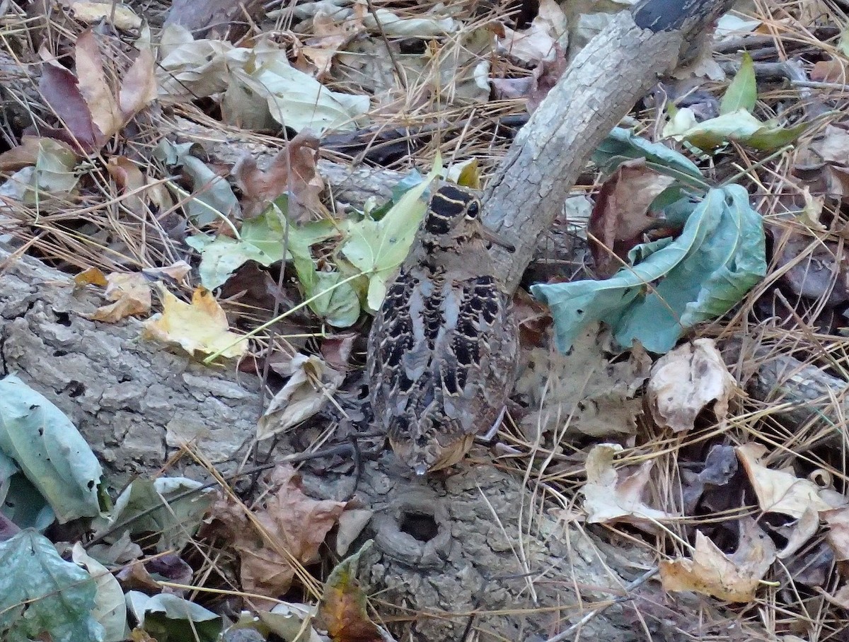 American Woodcock - ML645405893