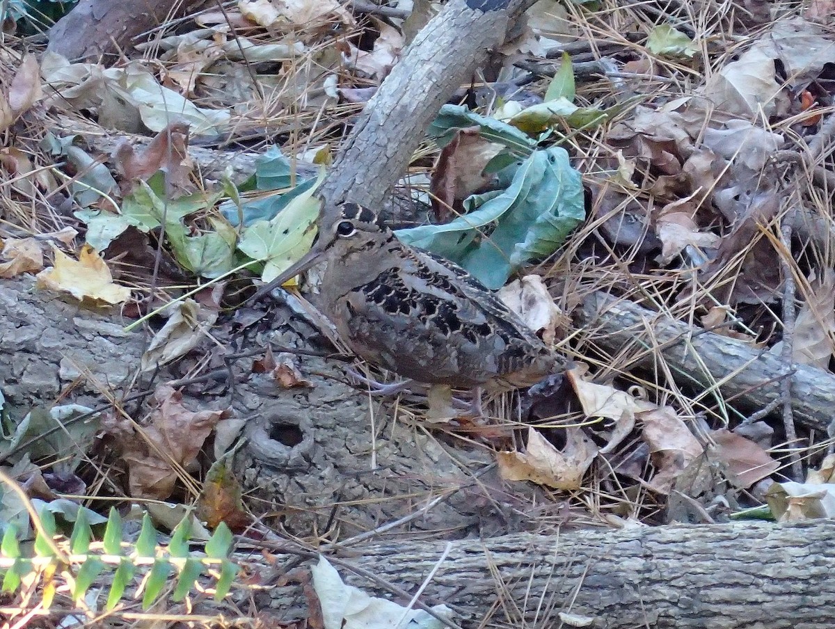 American Woodcock - ML645405894