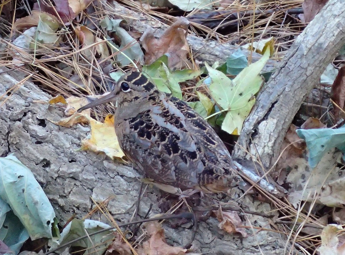 American Woodcock - ML645405895