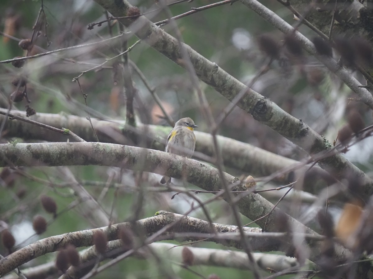 Yellow-rumped Warbler - ML645405899