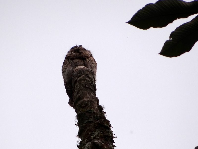 Андский уратао - ML645405910