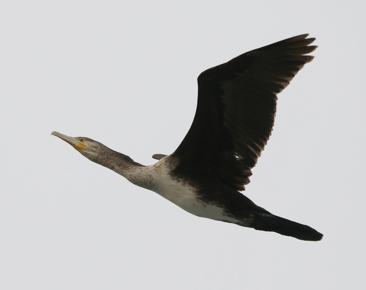 kormorán velký - ML645405915