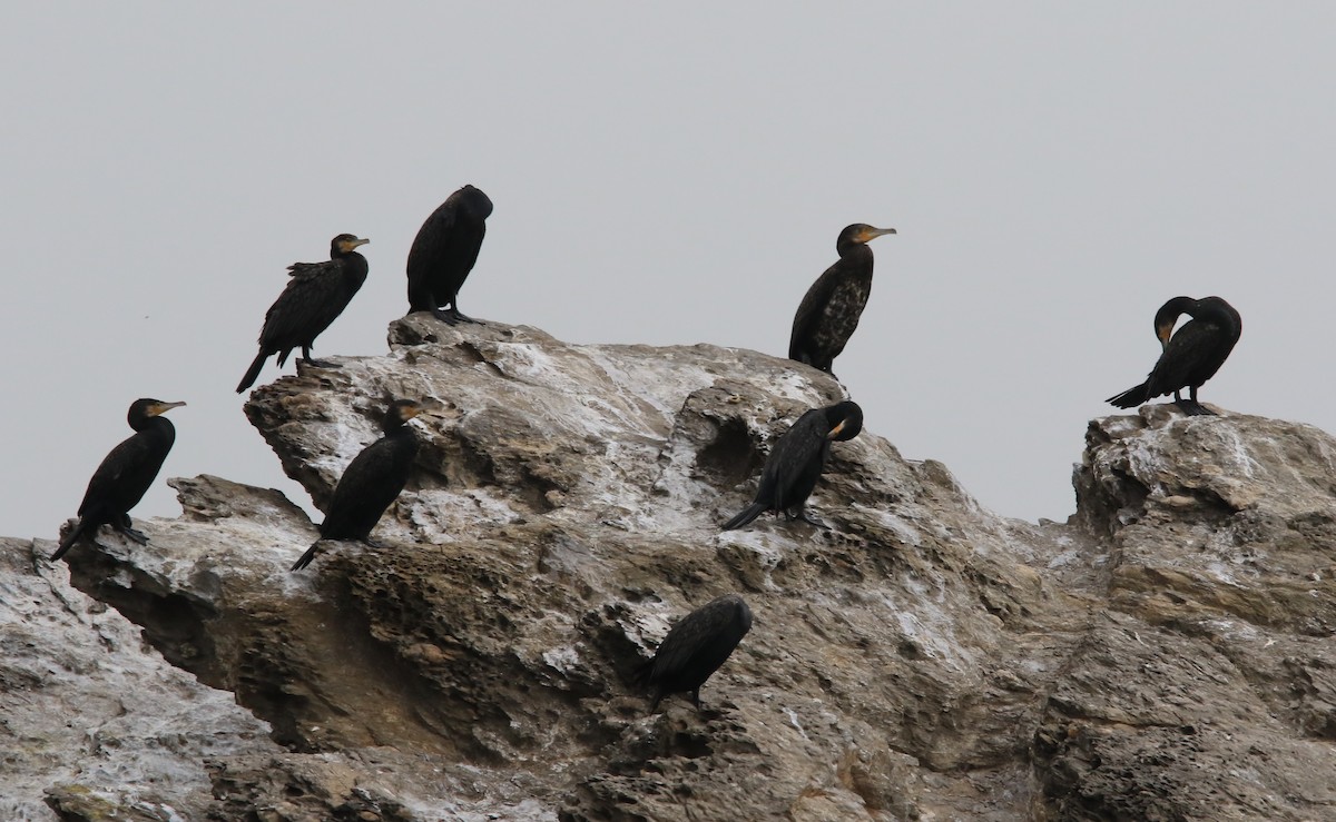 kormorán velký - ML645405917