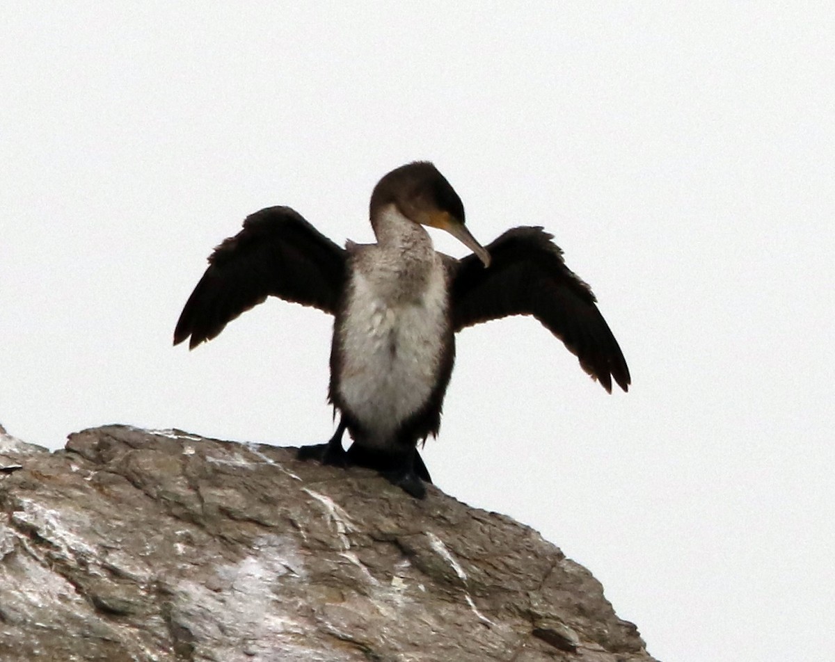 kormorán velký - ML645405918