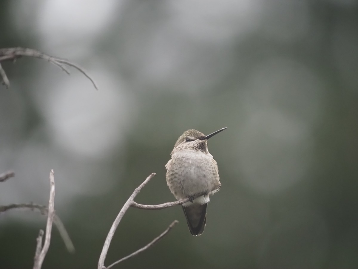 Anna's Hummingbird - ML645405919