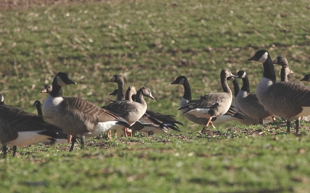 Greater White-fronted Goose - ML645405932