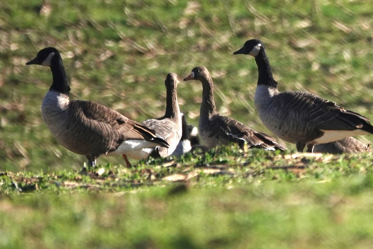 Greater White-fronted Goose - ML645405933