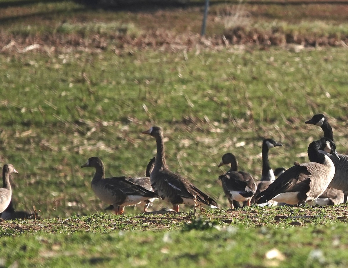 Greater White-fronted Goose - ML645405934