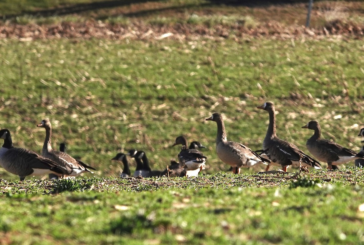 Greater White-fronted Goose - ML645405935