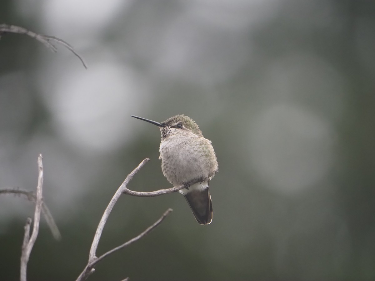 Anna's Hummingbird - ML645405937