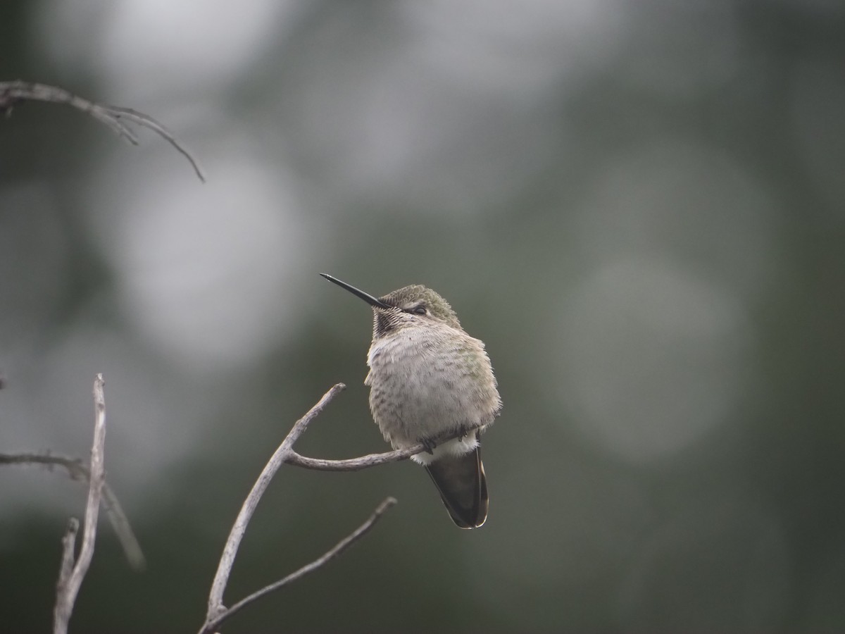 Anna's Hummingbird - ML645405938