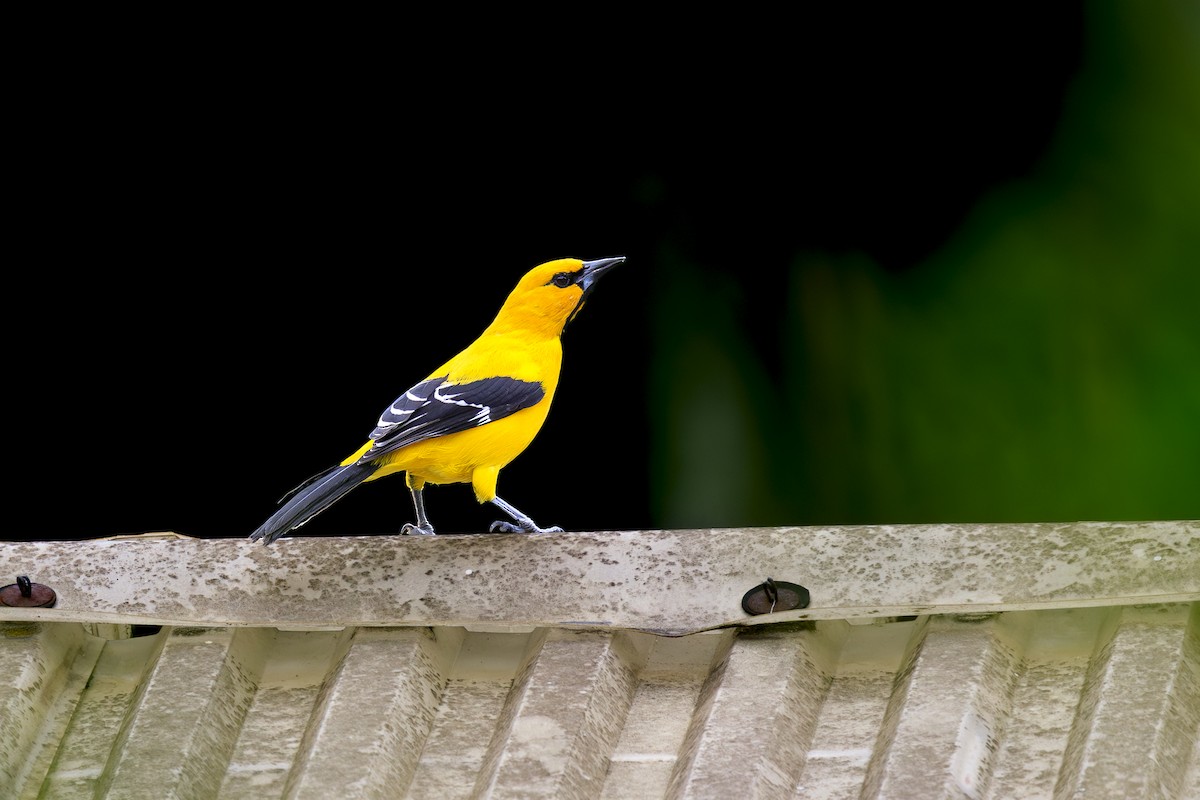 キイロムクドリモドキ - ML645405946