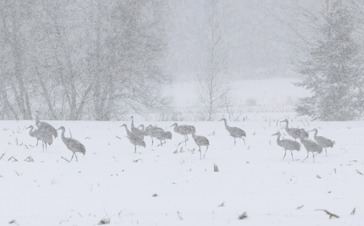 Sandhill Crane - ML645405948