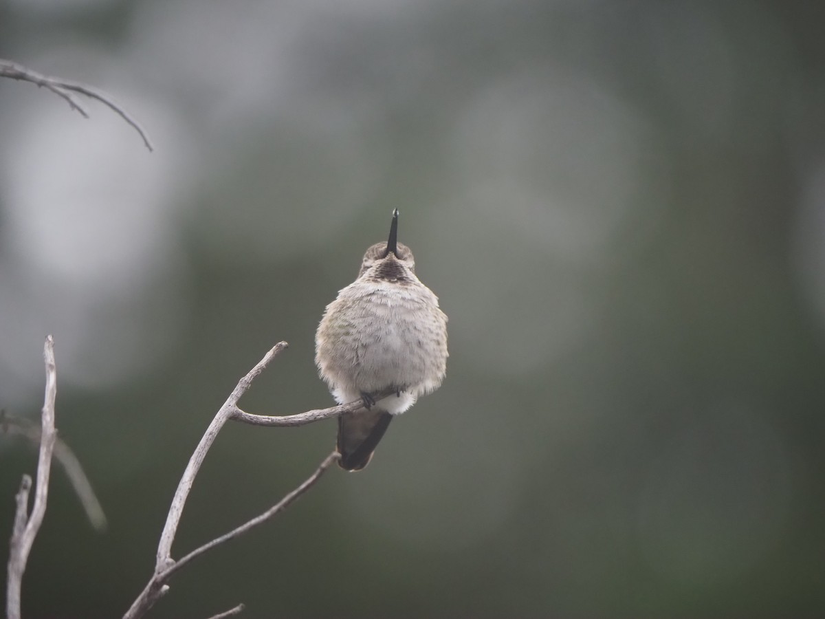 Anna's Hummingbird - ML645405958