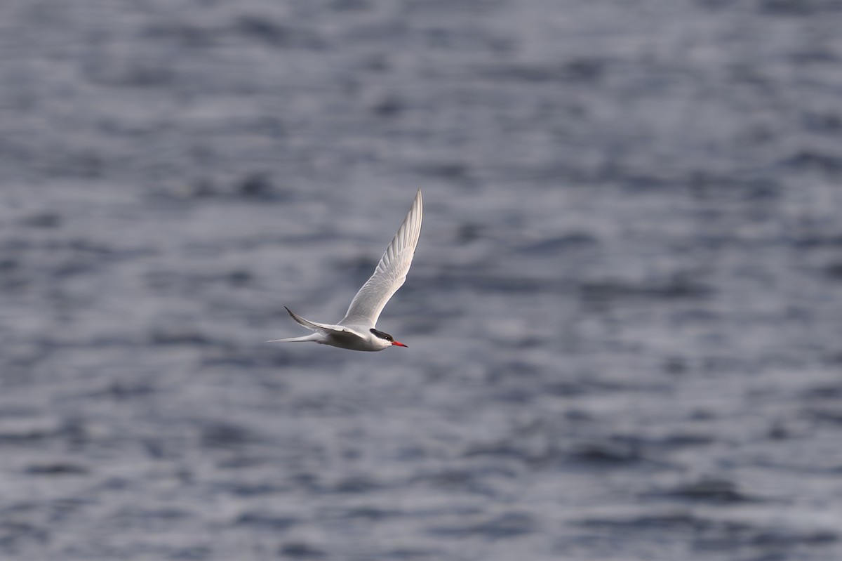 Sterne arctique - ML645405973