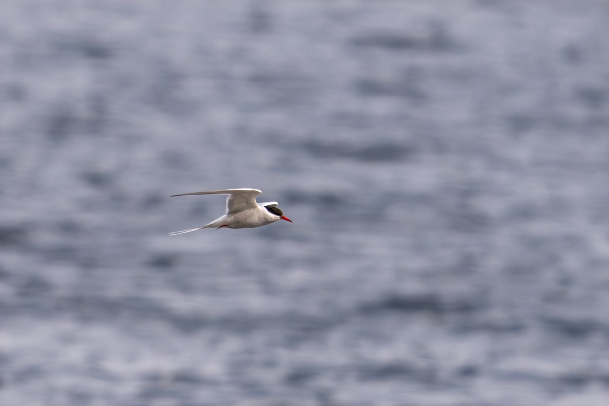 Sterne arctique - ML645405974