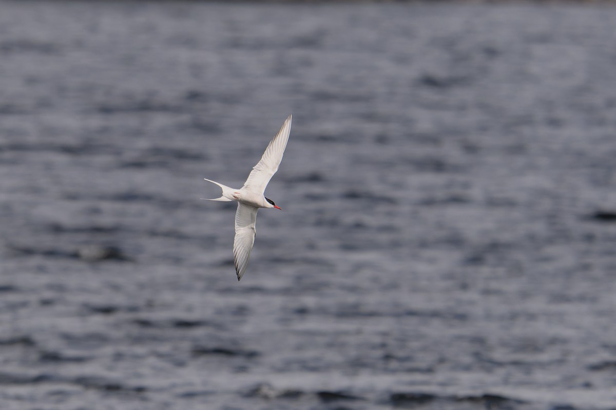 Sterne arctique - ML645405975