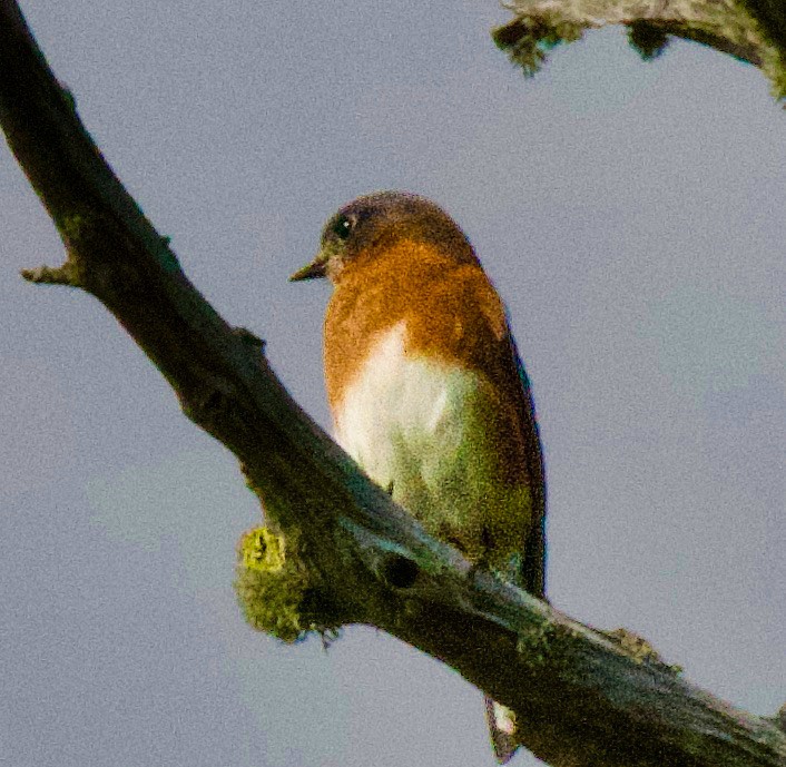 Eastern Bluebird - ML645405976