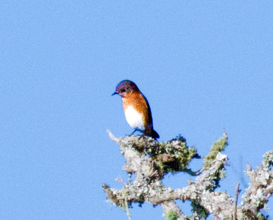 Eastern Bluebird - ML645405977