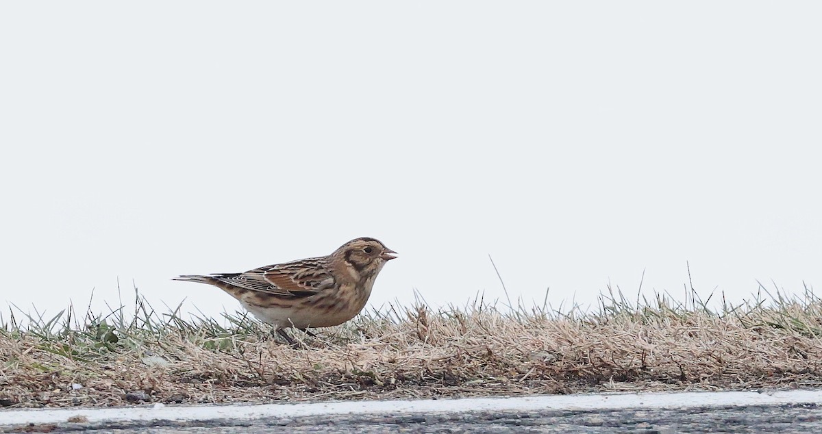 Lapland Longspur - ML645405978