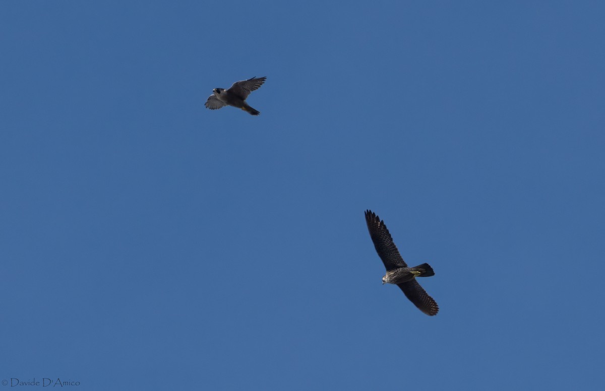 Peregrine Falcon (Mediterranean) - ML645405979