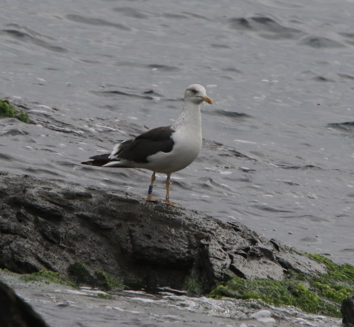 Lesser Black-backed Gull - ML645405980