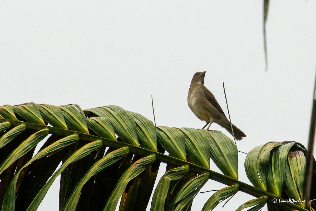 Zorzal Piquinegro - ML645405981