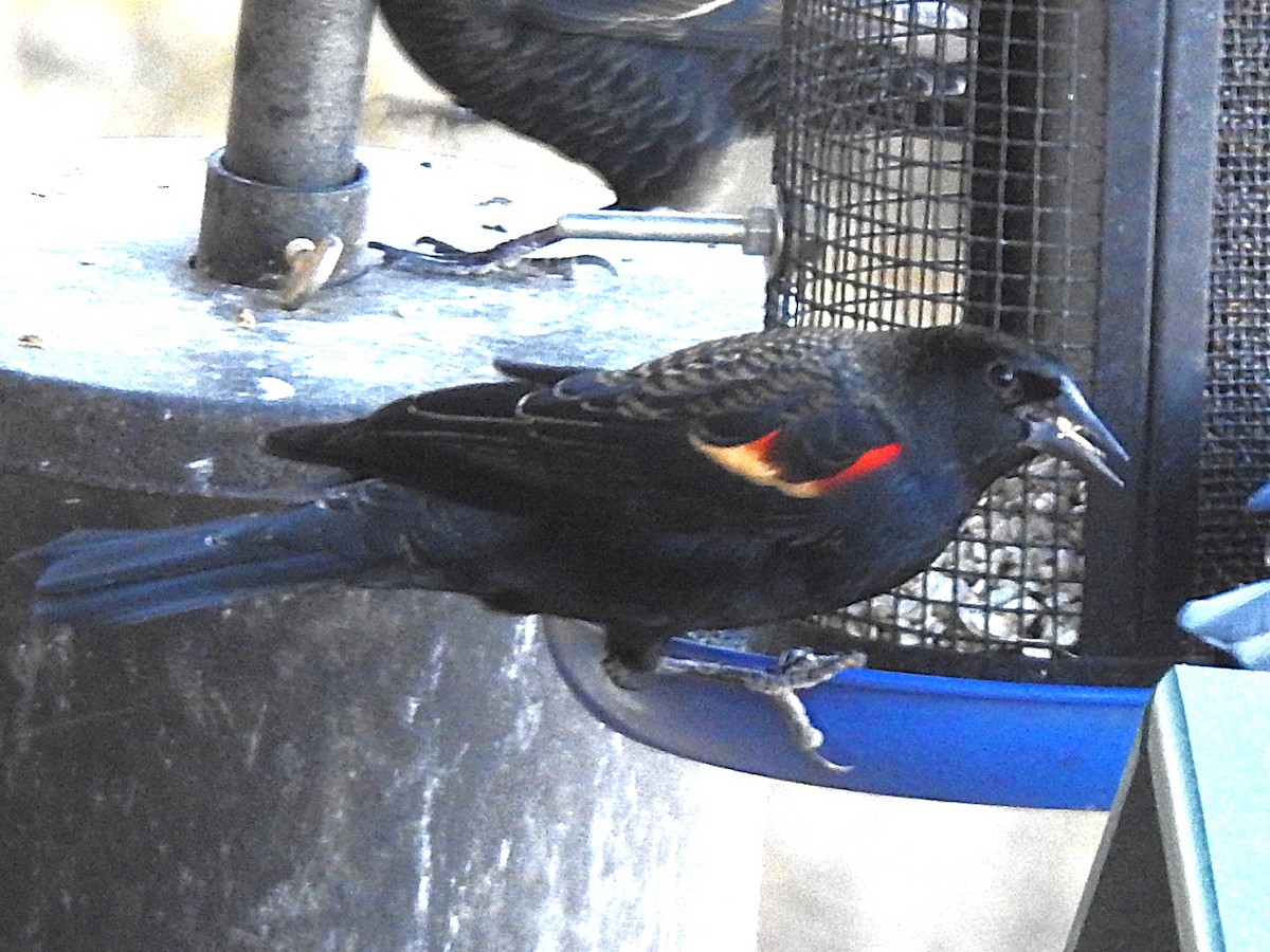 Red-winged Blackbird - ML645405982