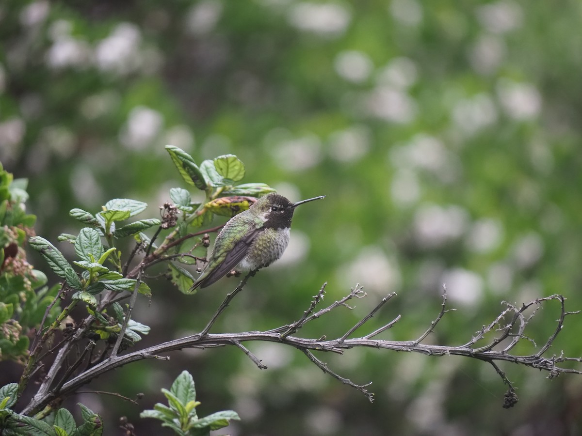 Anna's Hummingbird - ML645405983