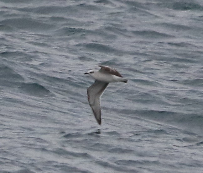 Mediterranean Gull - ML645405986