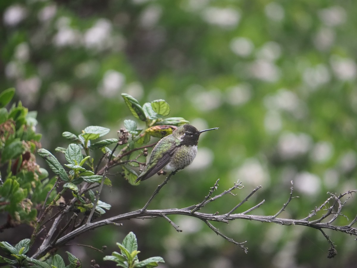 Anna's Hummingbird - ML645406001